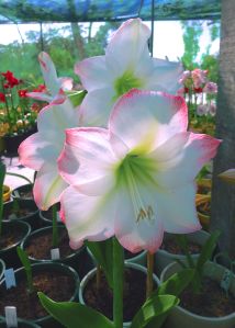 Hippeastrum Dandy River