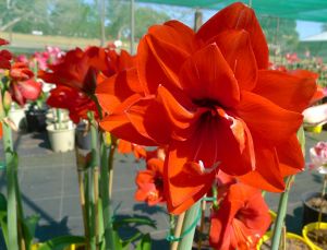 Hippeastrum Double Devil