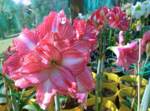 Hippeastrum Double Speak