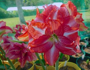 Hippeastrum Double Speak