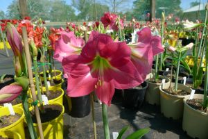 Hippeastrum Dromana