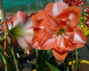 Hippeastrum Dynamite