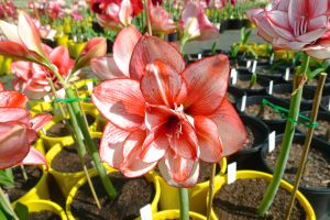 Hippeastrum Edith's Choice