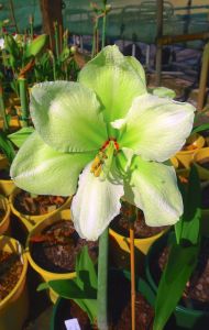 Hippeastrum Emerald Star