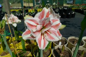 Hippeastrum Excitement