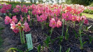 Hippeastrum Fays Flower