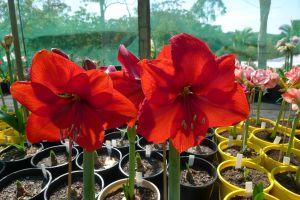 Hippeastrum Firebrand