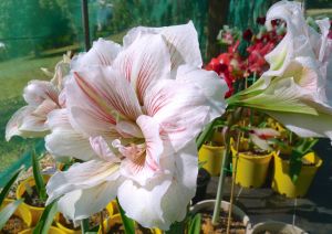 Hippeastrum Great Glory