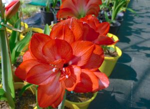 Hippeastrum Home James