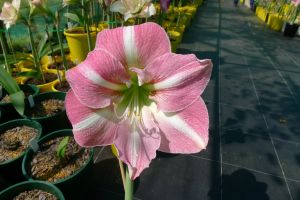 Hippeastrum Imagine