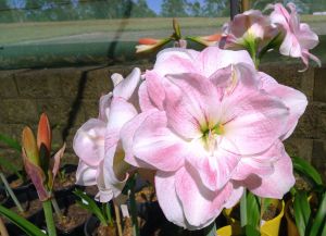 Hippeastrum Impression