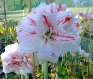Hippeastrum Kathleen