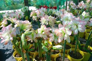 Hippeastrum Mammoth