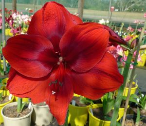 Hippeastrum Molotov