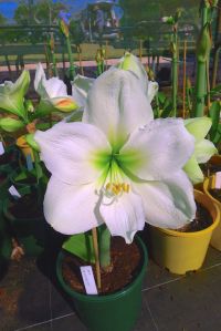 Hippeastrum Mount Everest