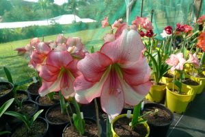 Hippeastrum Natalie