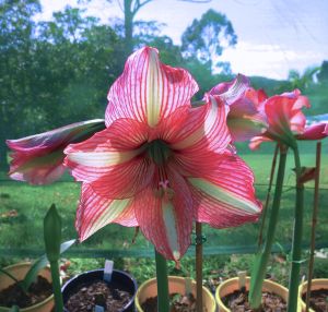 Hippeastrum Party Animal