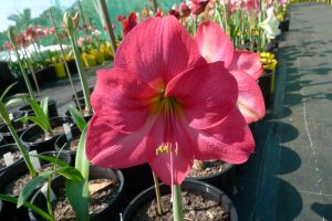 Hippeastrum Princess of Corsica