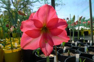 Hippeastrum Princess of Corsica
