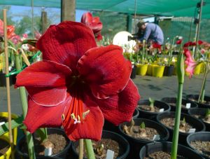 Hippeastrum Russian Halo