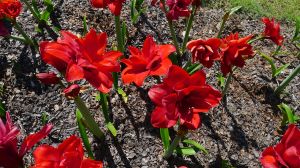 Hippeastrum Russian Twin