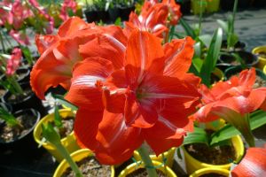 Hippeastrum Sameas