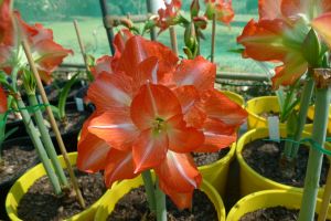 Hippeastrum Sans Souci