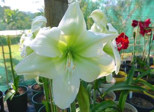 Hippeastrum Shimmering