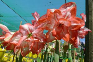 Hippeastrum Shine On