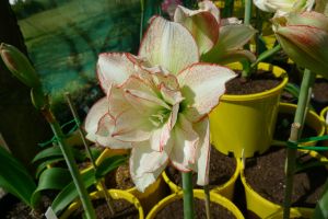 Hippeastrum Spotty Dotty