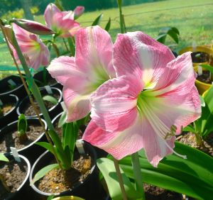 Hippeastrum Summertime