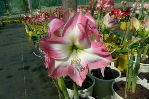 Hippeastrum Super Star