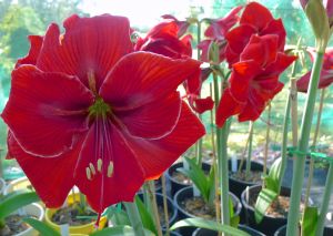 Hippeastrum Surprise