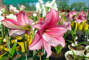 Hippeastrum Tammy Tucker