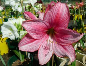 Hippeastrum Tammy Tucker