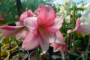Hippeastrum Tammy Tucker