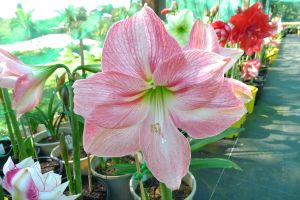 Hippeastrum XTC