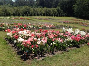 Mick Maguire's Hippeastrum Farm
