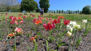 Mick Maguire in his cultural landscape