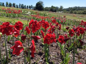 Mick Maguires Hippeastrum Farm