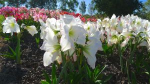 Mick Maguires Hippeastrum Farm