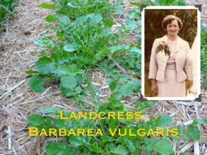 Dorothy Connor and Landcress (Barbarea vulgaris)