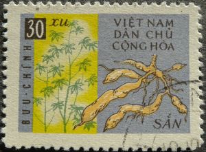 Cassava, Manihot esculenta