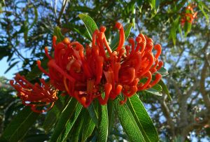 Tree Waratah, Alloxylon flammeum