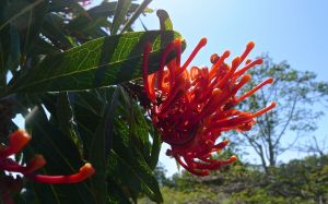 Tree Waratah, Alloxylon flammeum