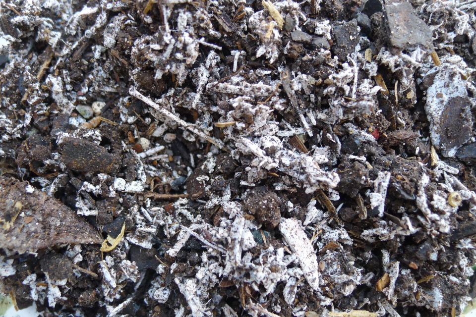 Mass fungal growth in potting mix