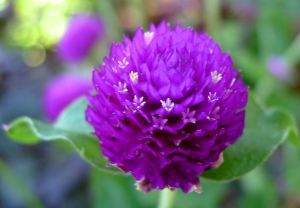 Globe Amaranth, Gomphrena globosa (Amaranthaceae)