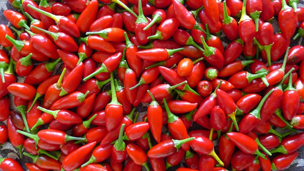 500g Chilli, Capsicum annuum 'Piri Piri'