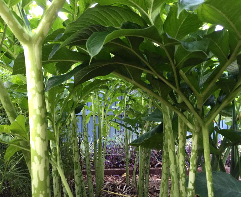 kupfer olivenbaum Olivenbaum Dünger von Flora Boost
