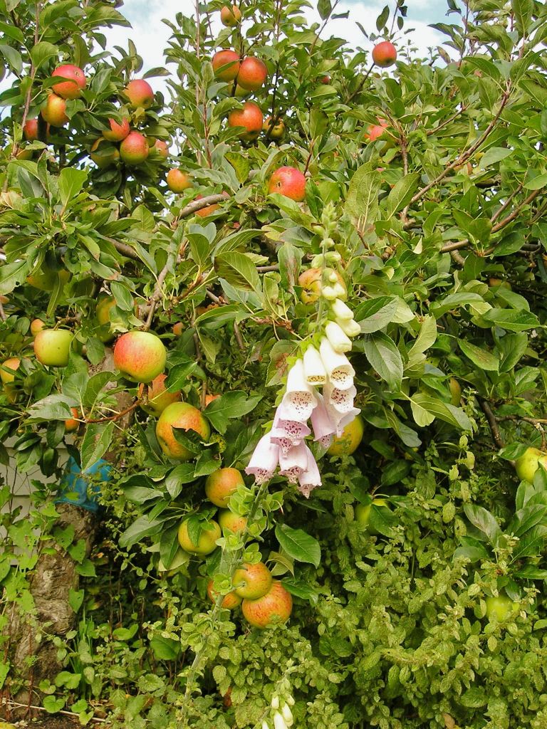 apple james grieve - 2